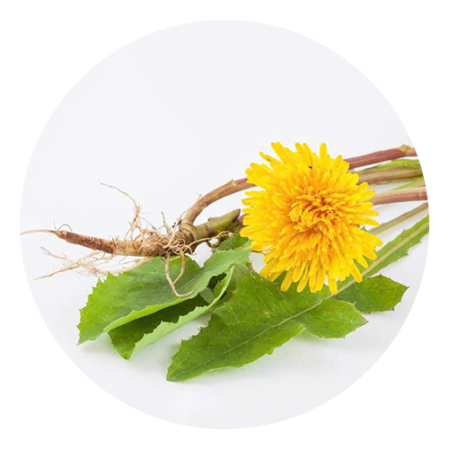 Yellow dandelion flower with leaves on a white background
