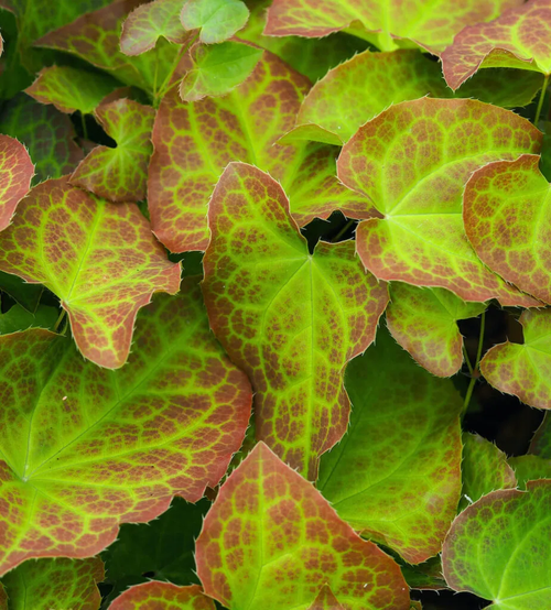 Close-up of green leaves with red spots