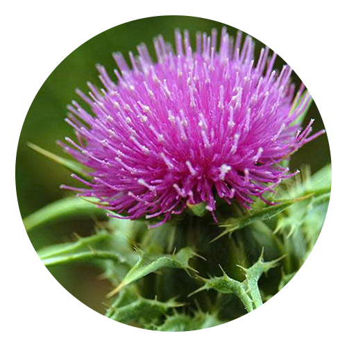 Close-up of a purple thistle flower with green leaves on a white background