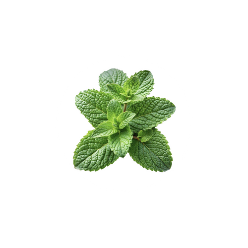 Green mint leaves on a white background