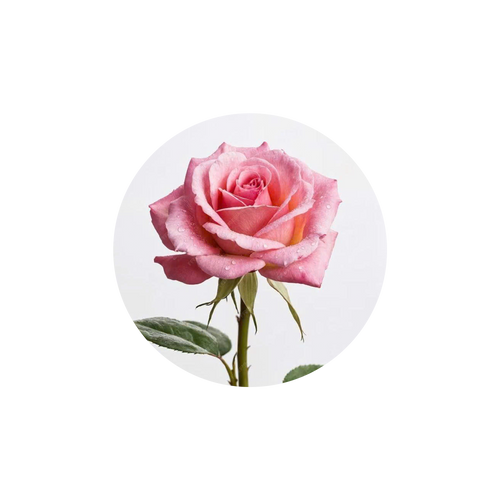 Pink rose on a white background