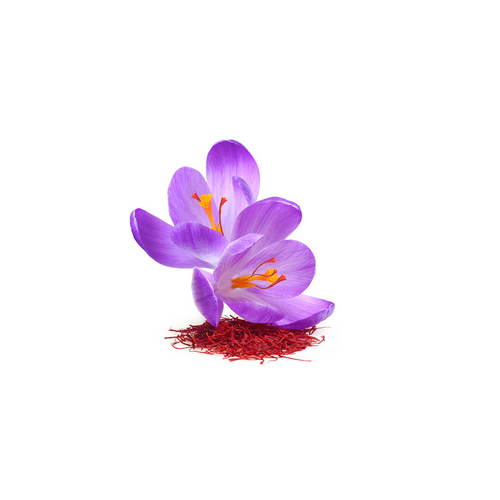 Purple crocus flowers with red rhizomes on a white background